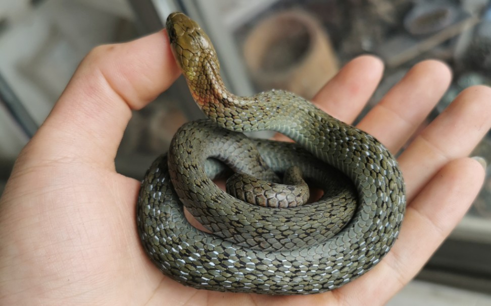 给缅甸颈槽蛇投喂蚯蚓和蟾蜍