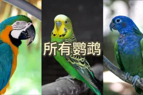 Télécharger la video: 一个视频给你介绍所有的宠物鹦鹉