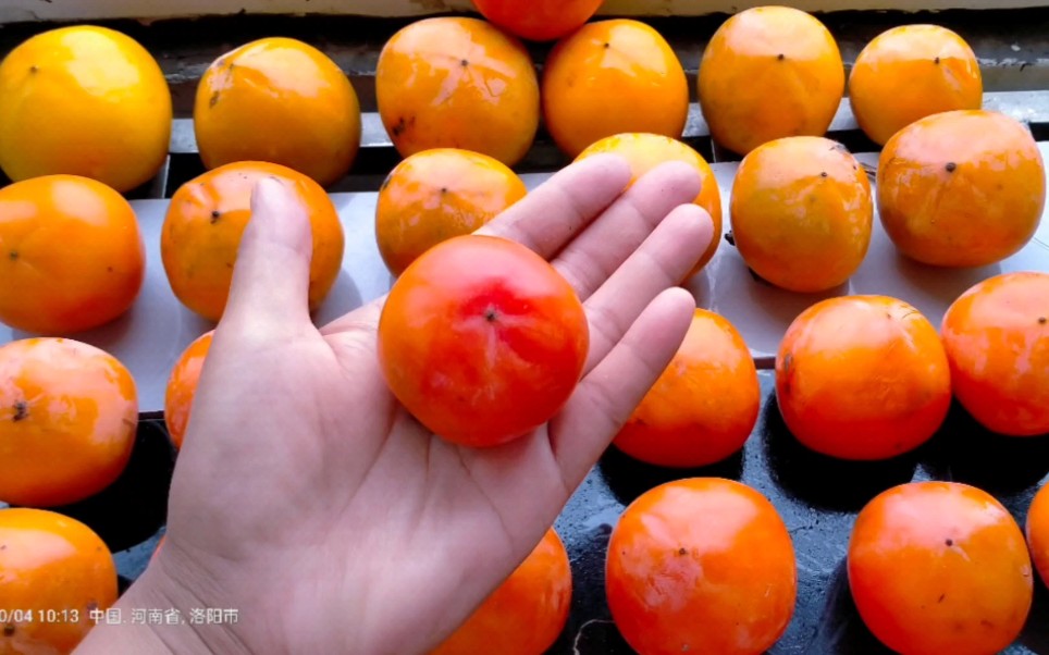 你们知道什么是揽柿子吗?很好吃的