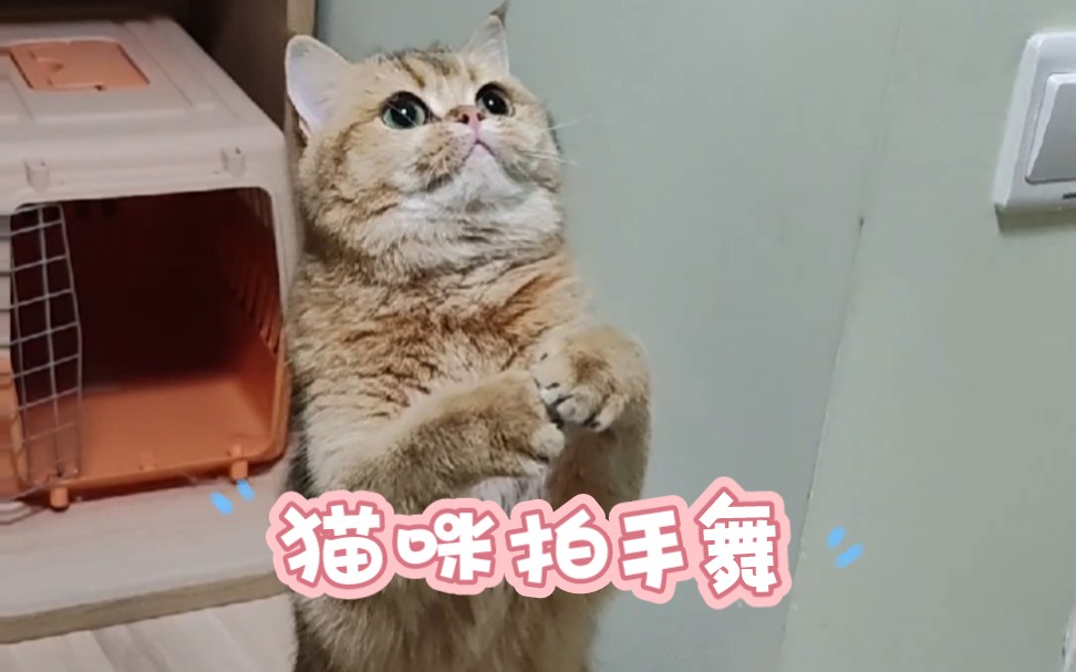 一只跳拍手舞的小猫咪