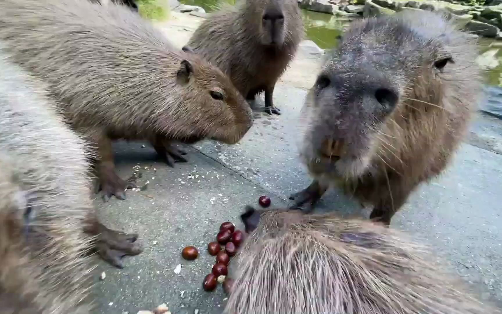 [图]给小动物们投食栗子