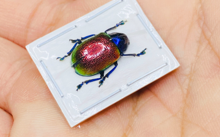 粗刻扁角肖叶甲标本platycorynus02chapanus真昆虫甲虫收藏