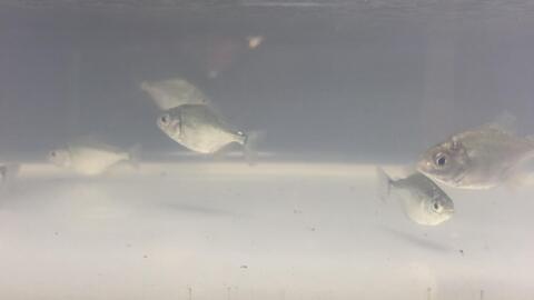 食人鱼吃肉 哔哩哔哩 食人鱼吃肉 哔哩哔哩