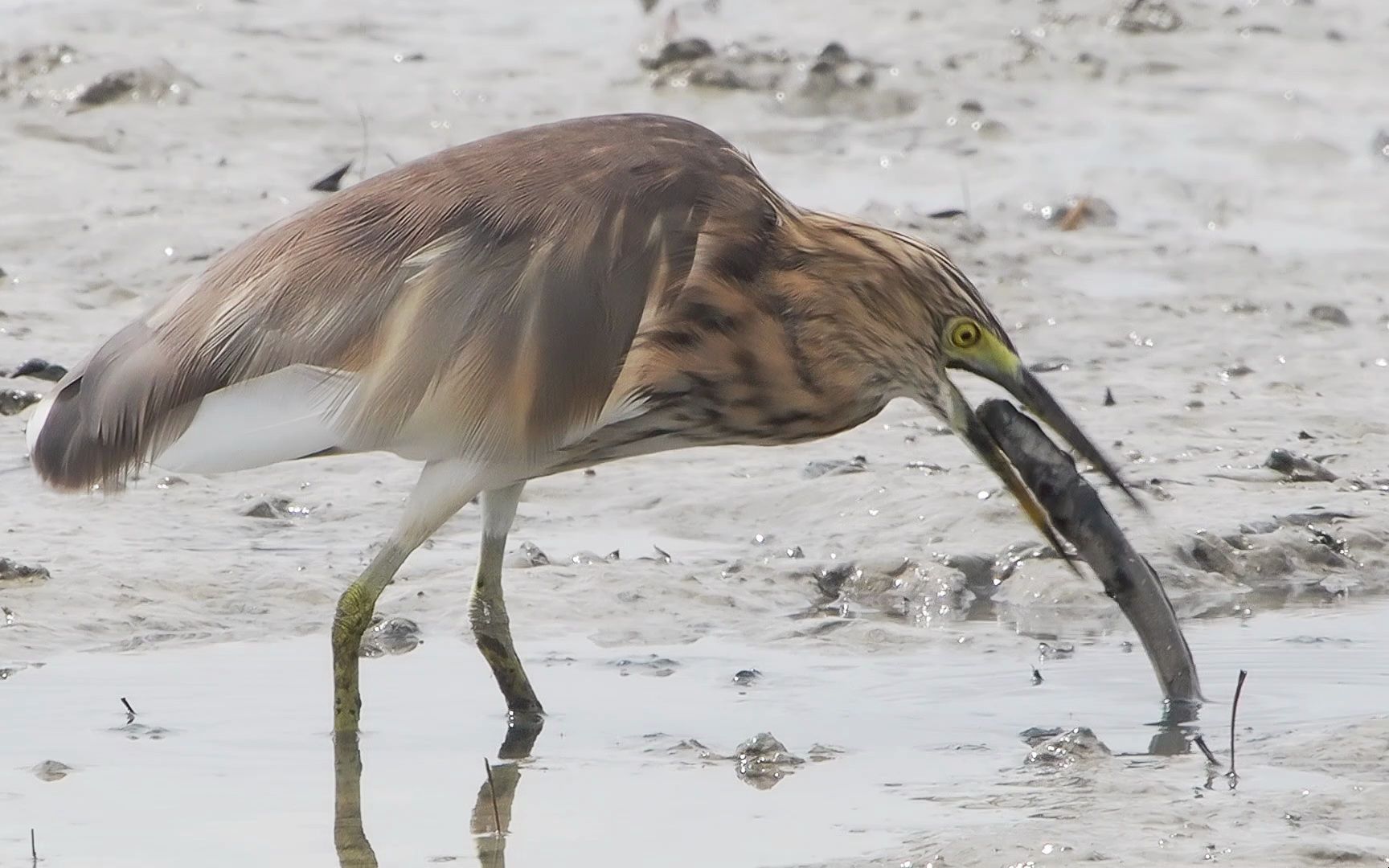 【行为图鉴】池鹭 慢动作 吃鱼