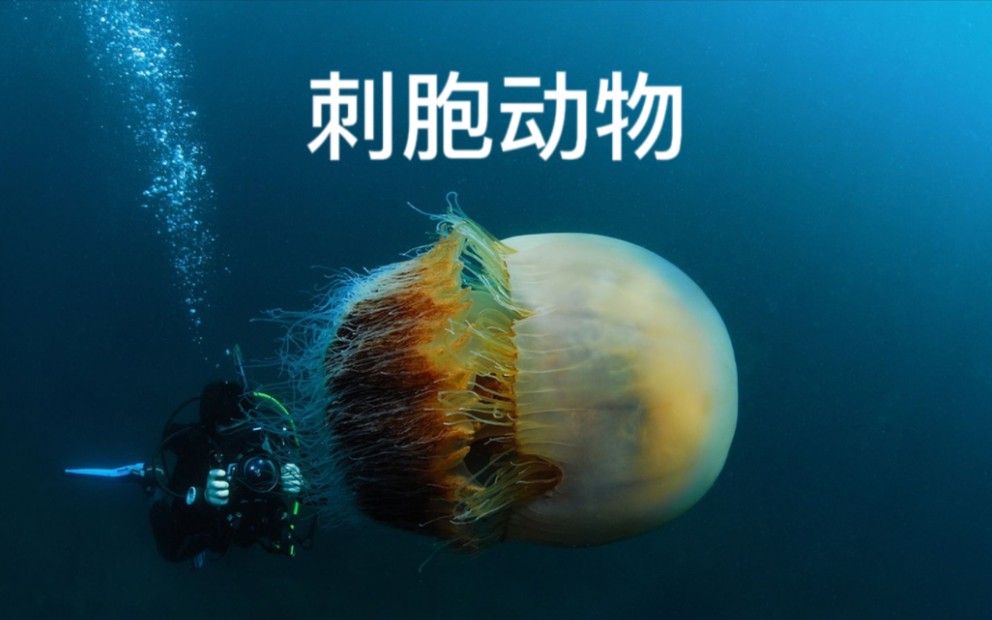 【搬运/双语】刺胞动物的迷人世界 The Fascinating World of Cnidarians | 大爱水母哔哩哔哩bilibili