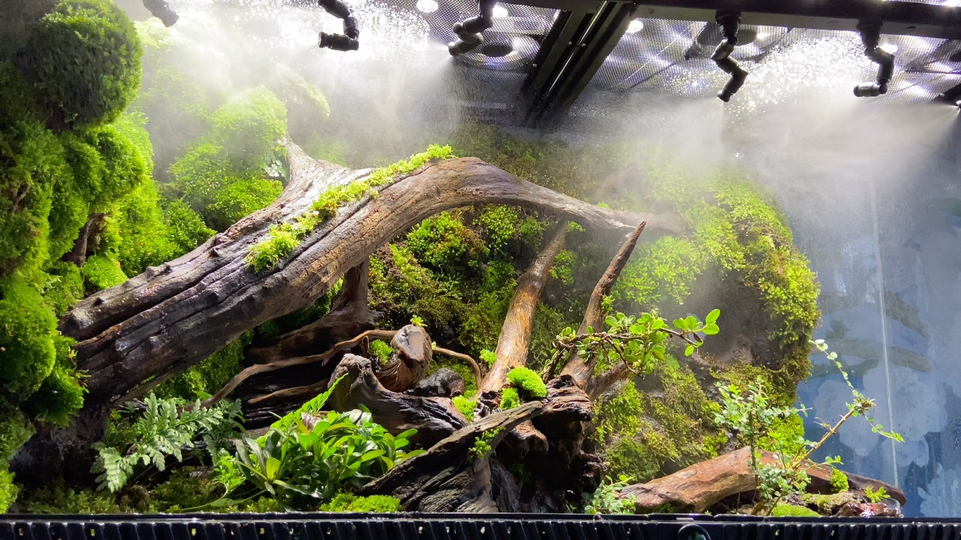 第一个雨林缸,姥爷树蛙进豪宅._哔哩哔哩_bilibili