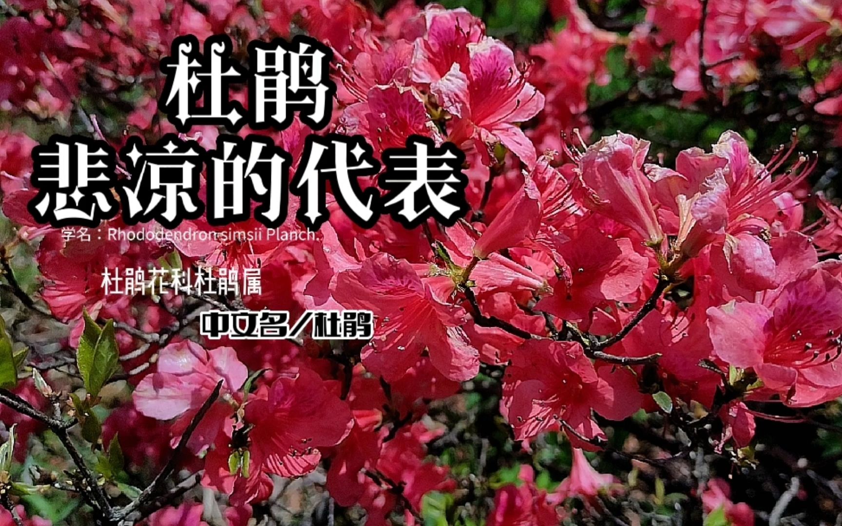 [图]5月的山头上，杜鹃花野性的绽放 不知哪一朵可代表悲凉呢