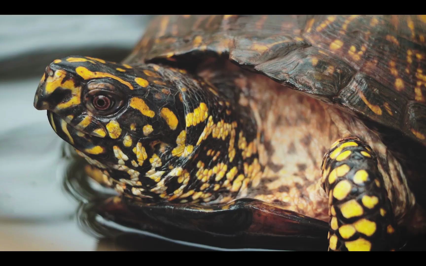 【生肉】greg讲解湾岸箱龟