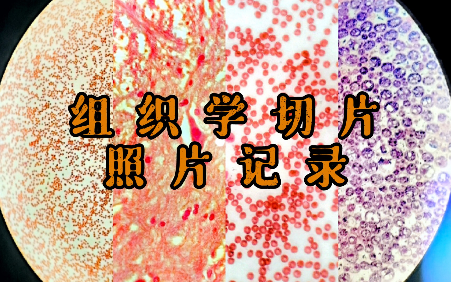 【医学】组织学实验课切片照片记录(二)哔哩哔哩bilibili