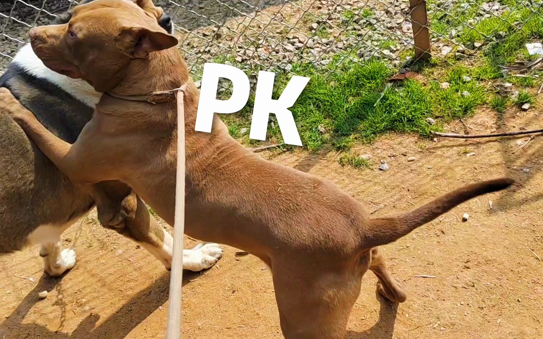 斗犬比特大战140斤中亚犬,一见面就被放倒