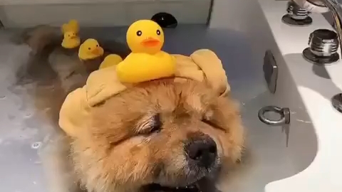 松狮狗狗洗澡的惬意表情包