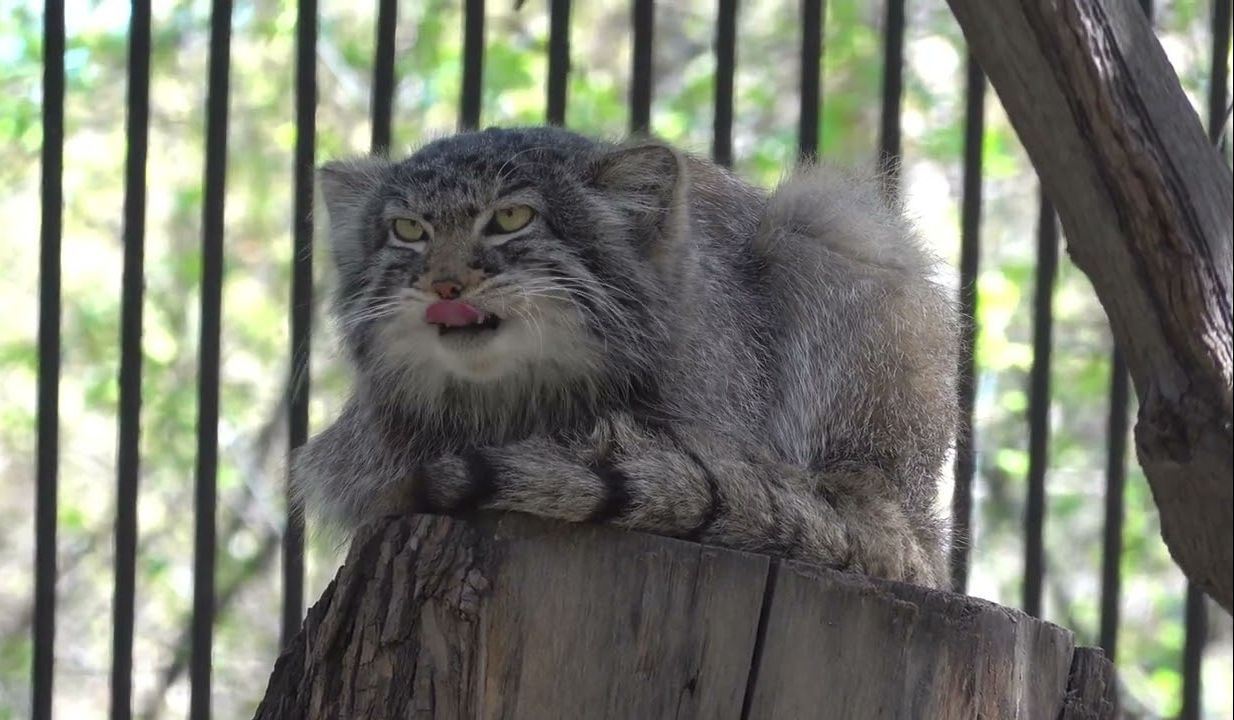 猫猫祟祟的兔狲 pt.118