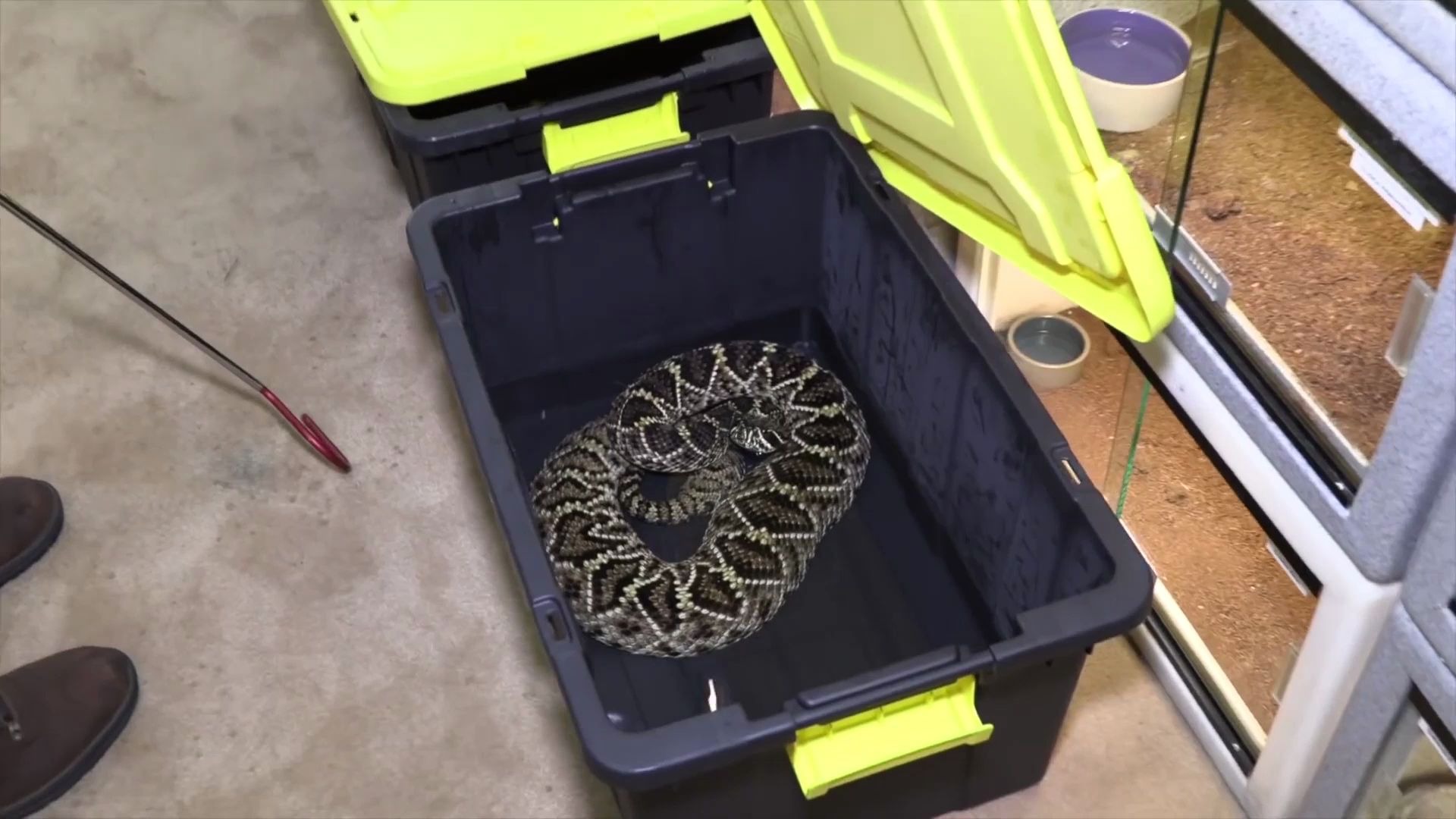 中文字幕把眼镜王蛇和响尾蛇放一起会发生什么可怕的一幕