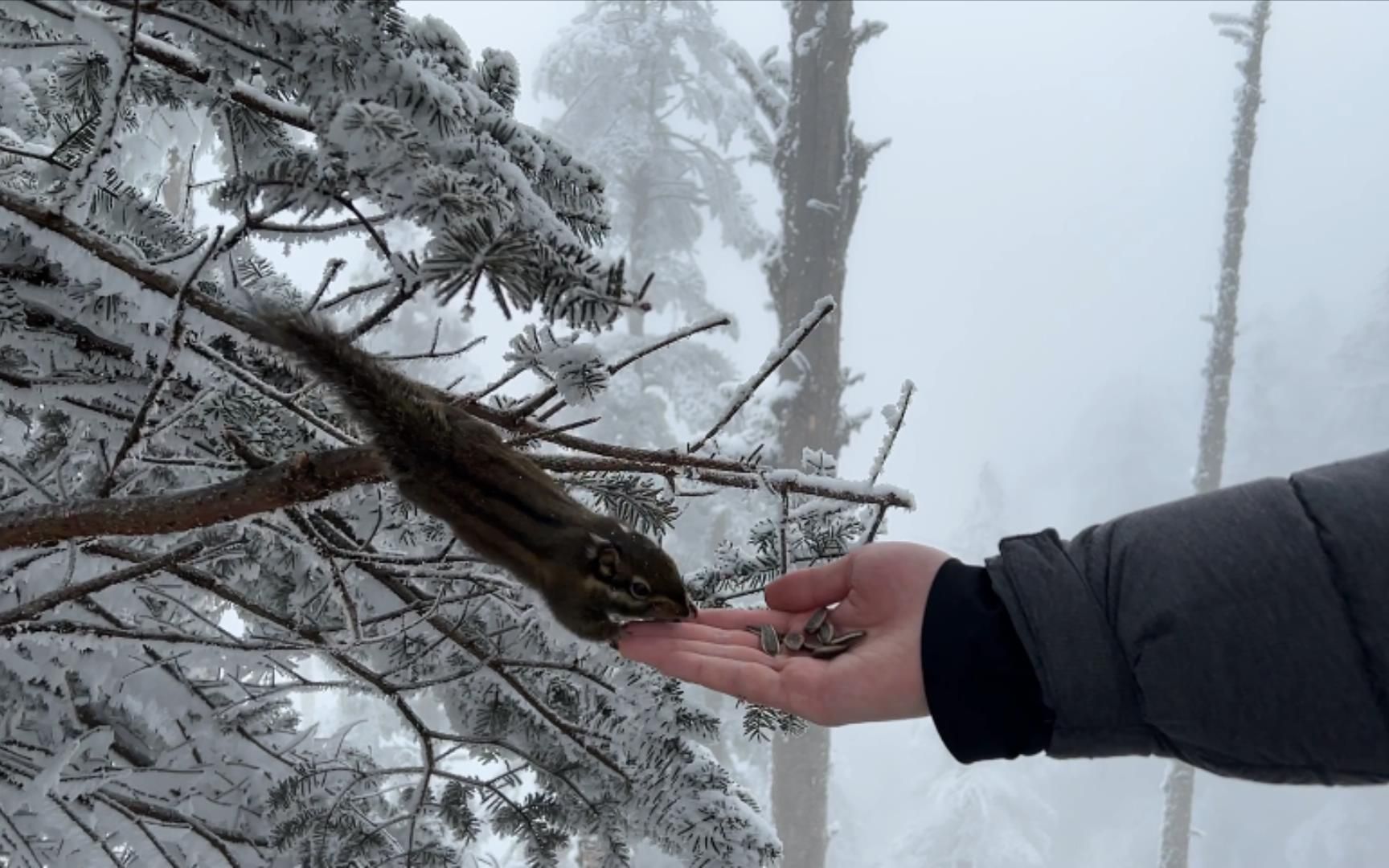 [图]皑皑白雪与满山春色并存