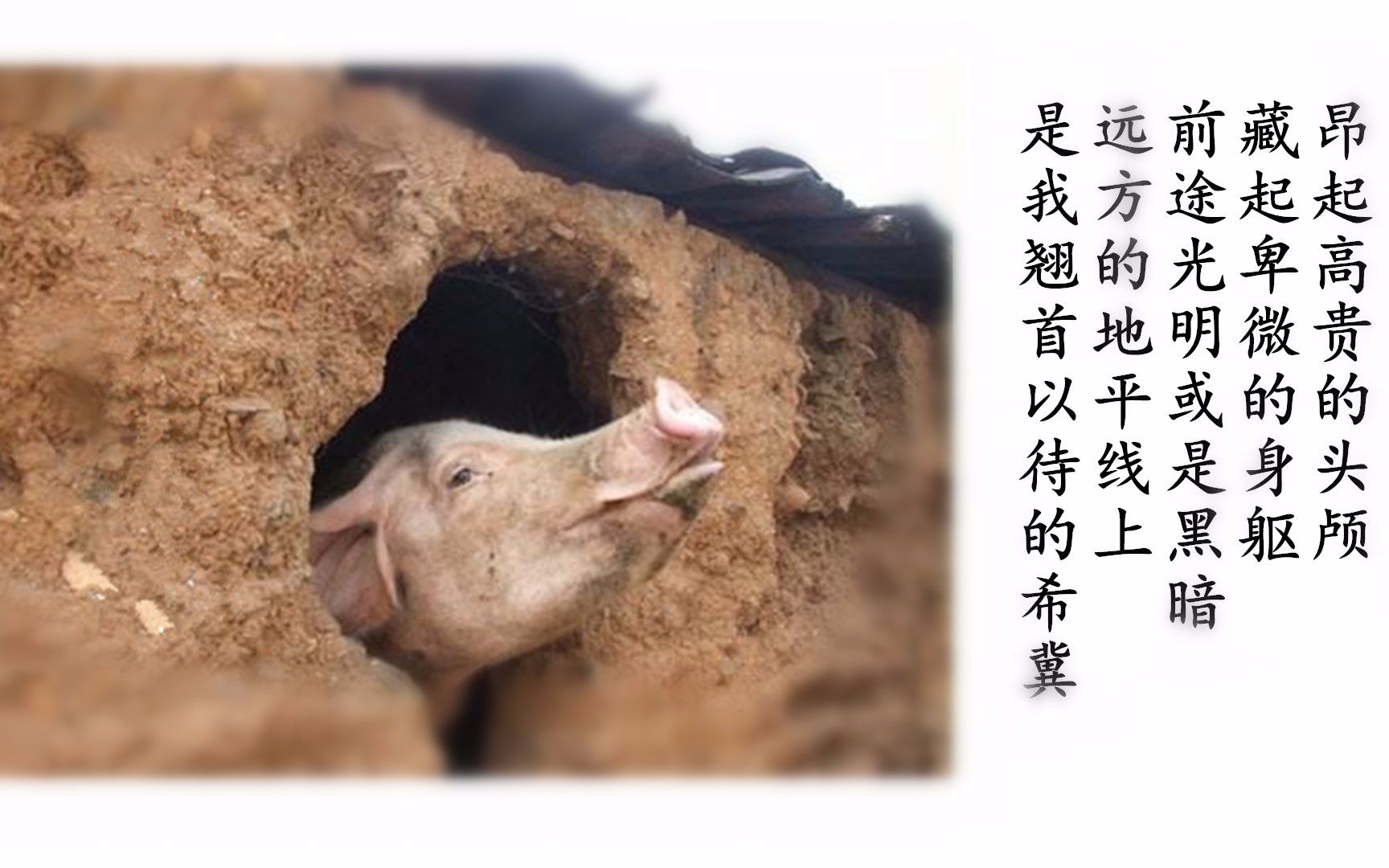 国战-藏将系列,提枪上马闺秀箪食壶浆,暴敛横征太师欧气来袭,王司徒