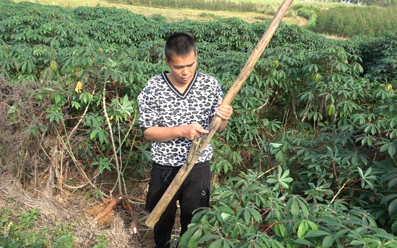 小伙利用杠杆原理发明拔木薯神器一起去看看效果如何