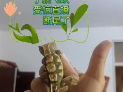 下载视频: 到家三个月的小睫角中秋这天断尾了，平时就一开箱乱蹦，中秋的这天晚上，开箱乱跑乱跳被一逮到，就突然断尾了(ง ื▿ ื)ว从此跳跳正式成为小蛤蟆一员。