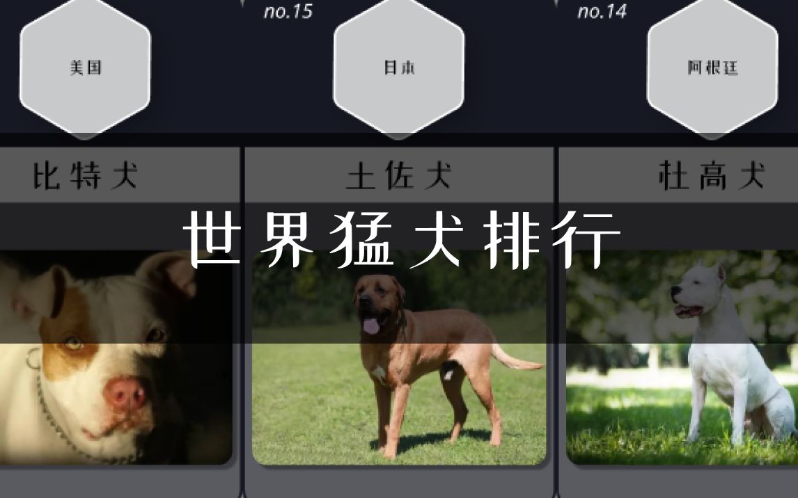 世界猛犬排行,我们熟知的它居然稳居第一!?哔哩哔哩bilibili