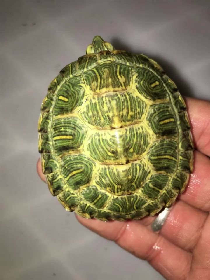 变异黄化龟 t _哔哩哔哩_bilibili