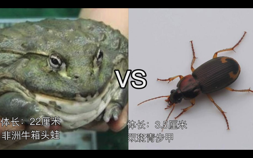 非洲牛箱头蛙vs双斑青步甲!结构克制vs体型优势