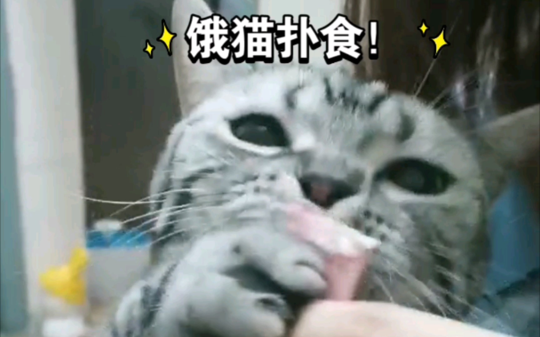 饿猫扑食!哔哩哔哩bilibili