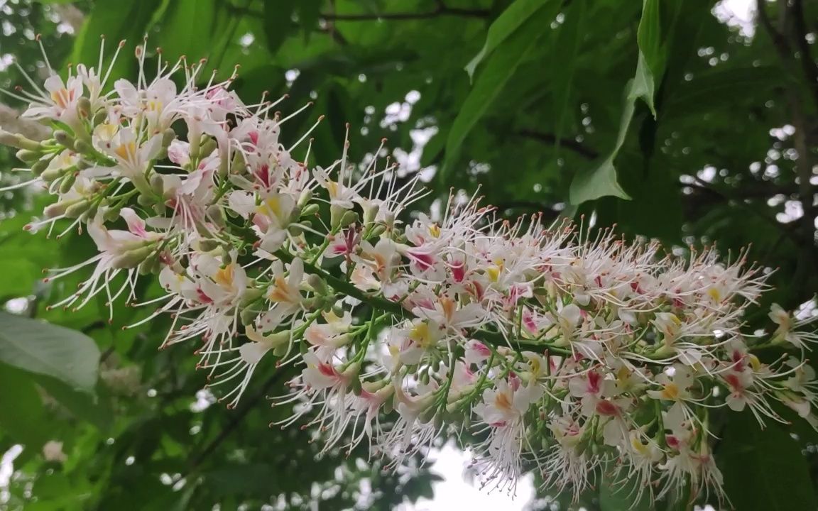 七葉樹開花荇菜葉椿樹梓樹開花辛丑小滿前一週內依月弦心森林