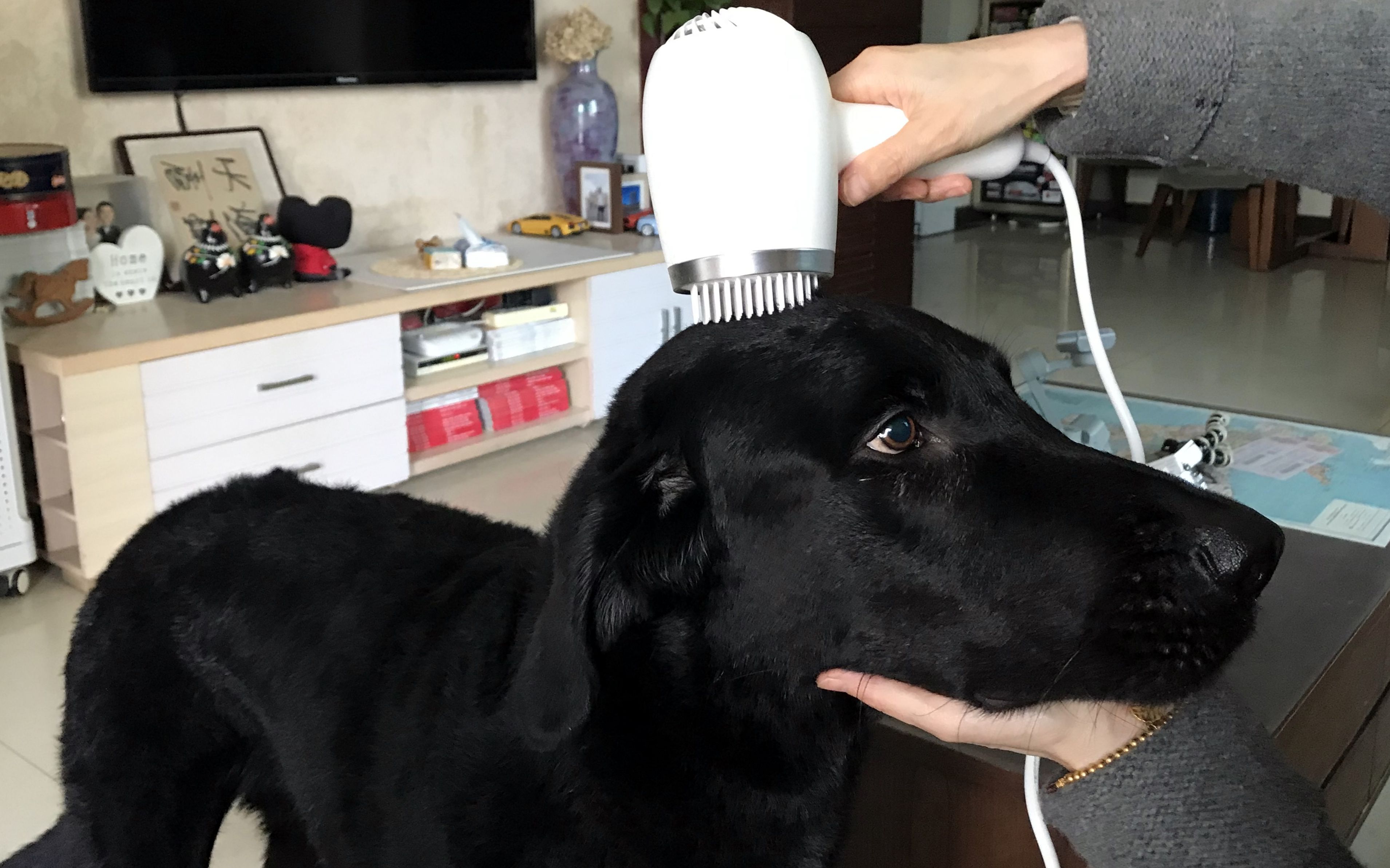 蓬松光滑干爽,吹梳更自然--嗷喵喵智能宠物吹风机