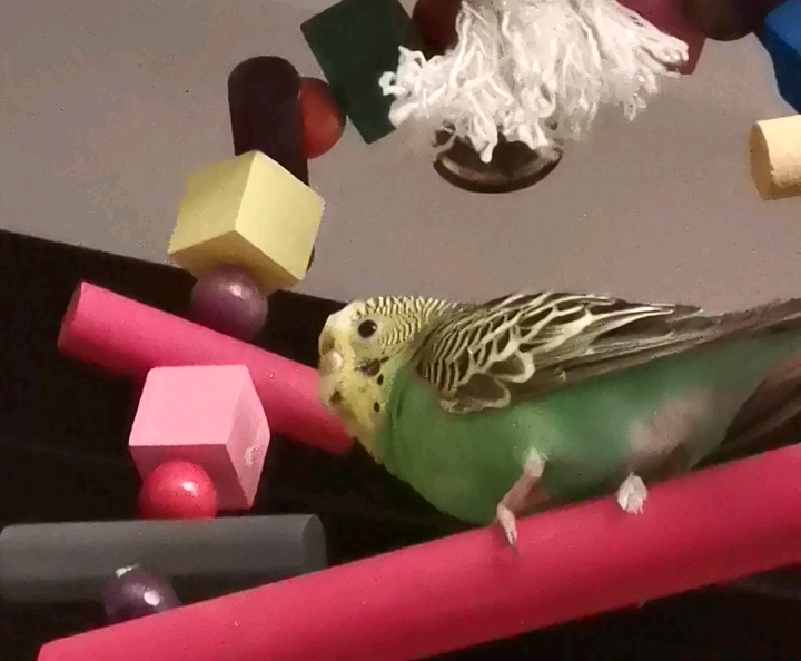 虎皮鹦鹉张嘴很好玩!