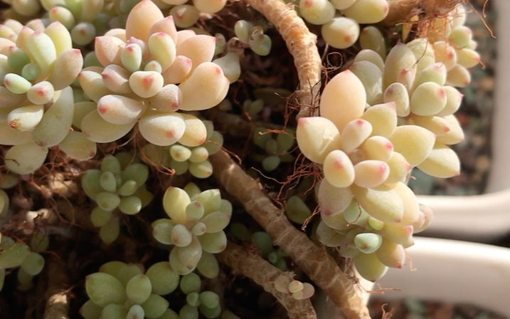 多肉植物绿豆echeveriaamoenamicrocalyx小型园艺品种老茎木质化肥厚