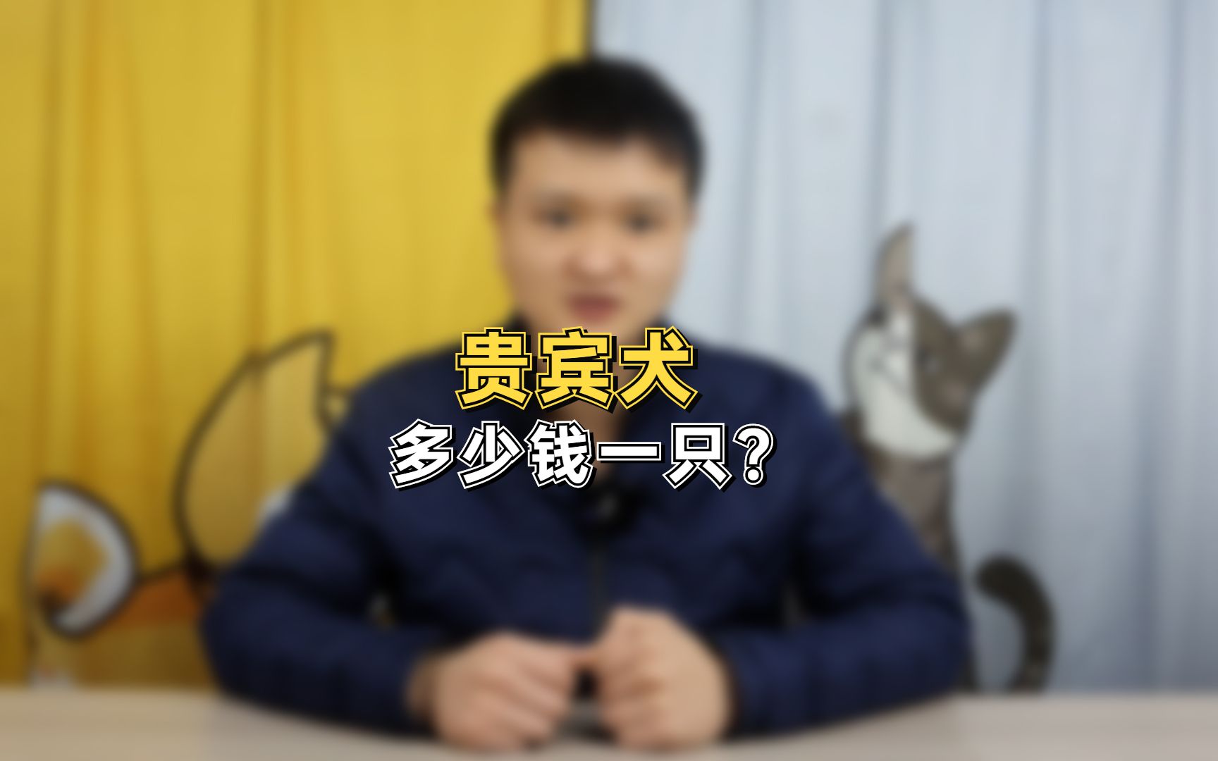 贵宾犬多少钱一只?哔哩哔哩bilibili