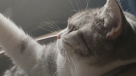 你可以永远相信小猫咪的侧脸