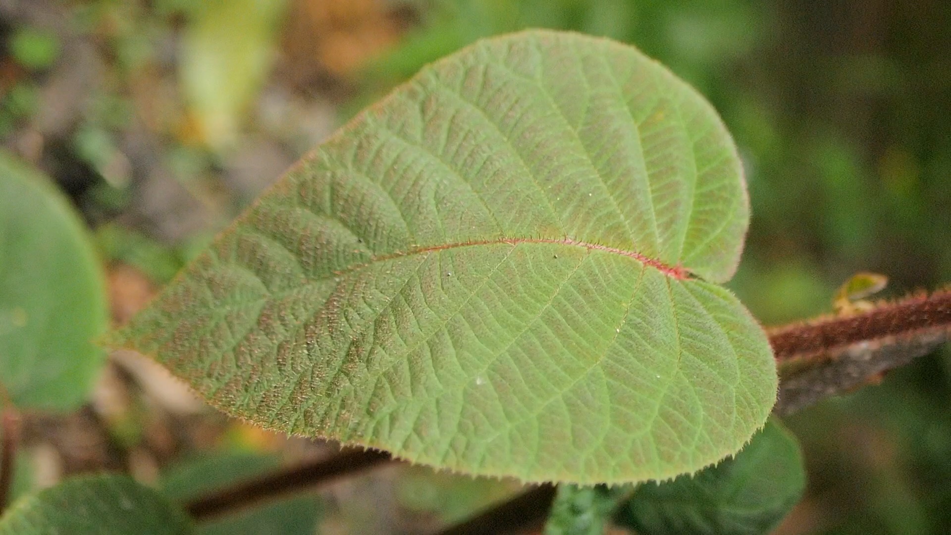 猕猴桃公树的叶子图片图片
