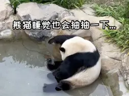 Video herunterladen: 熊猫睡觉也会抽抽一下...