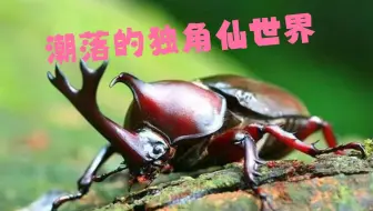 潮落的独角仙幼虫第二期 哔哩哔哩 Bilibili