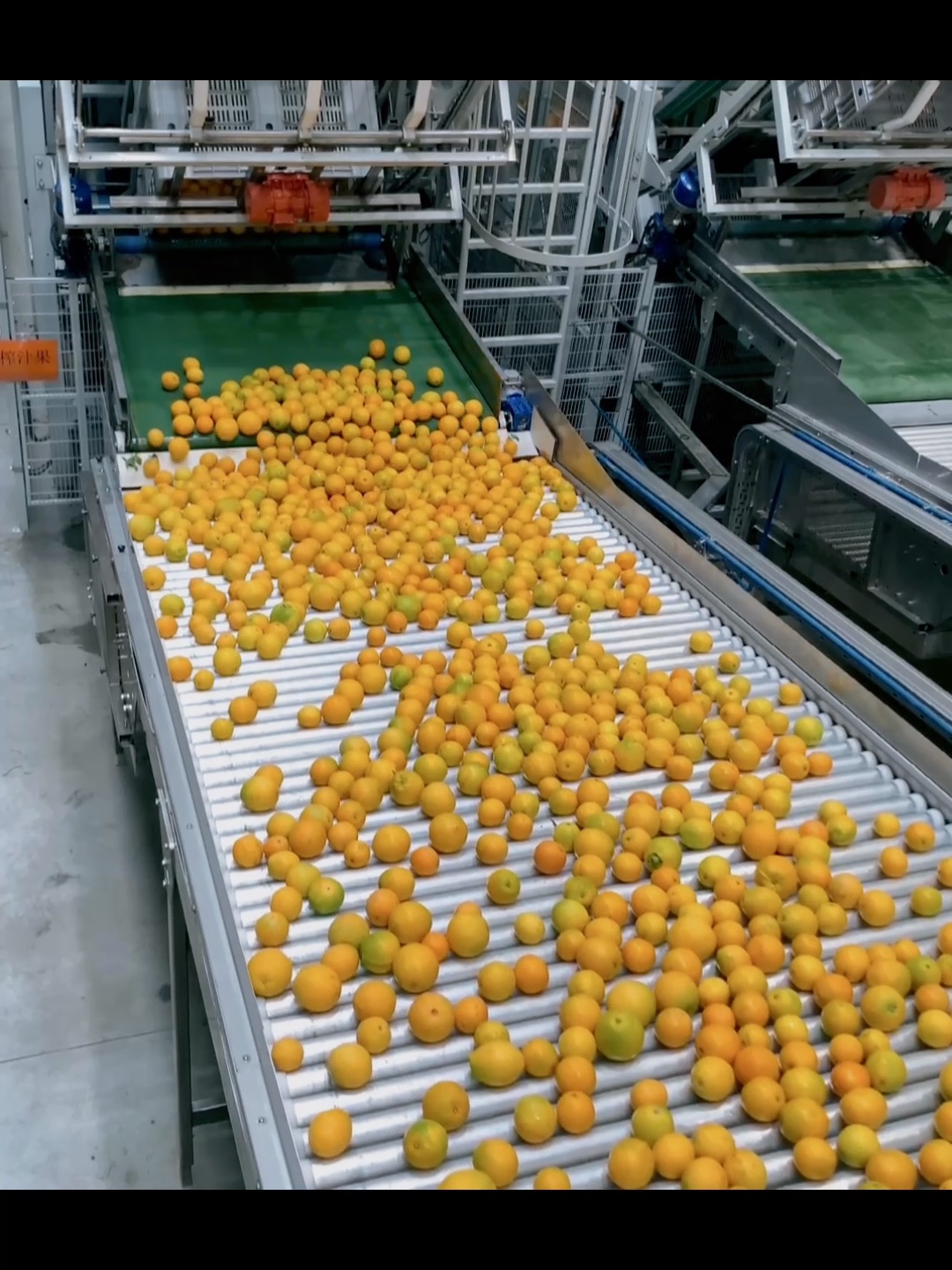 参观赣州农夫山泉脐橙选果生产线