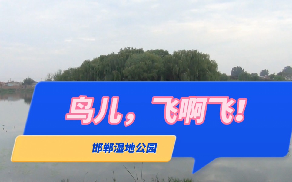 邯郸南湖湿地公园:鸟儿飞啊飞!哔哩哔哩bilibili