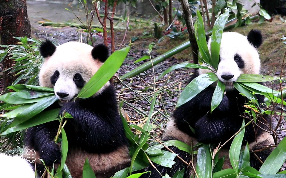 【大熊猫奇果星光和风】