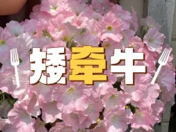 Download Video: 超级爆花的矮牵牛