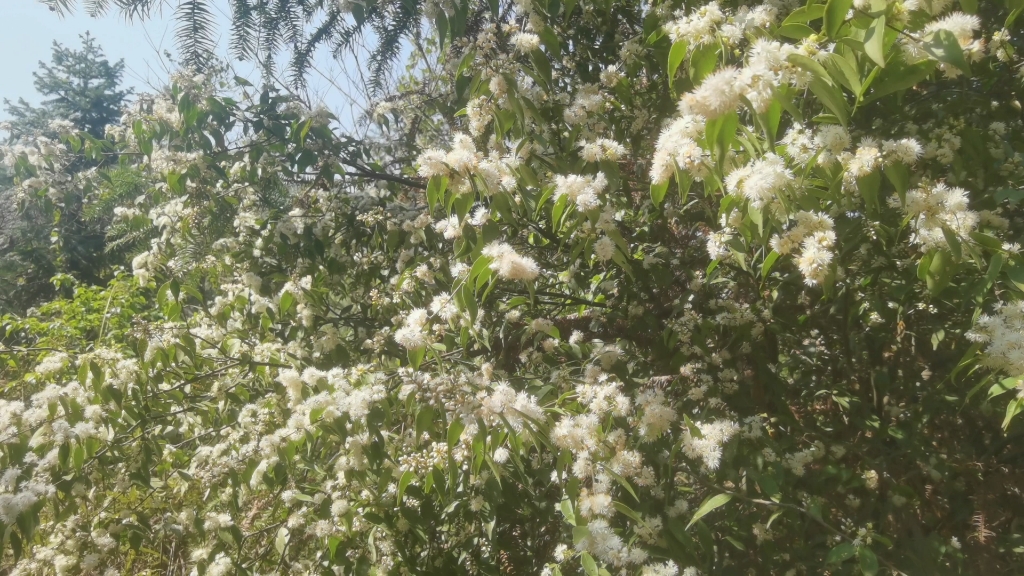 一种很好的蜜源植物,学名叫柃木,俗称叫野桂花哔哩哔哩bilibili