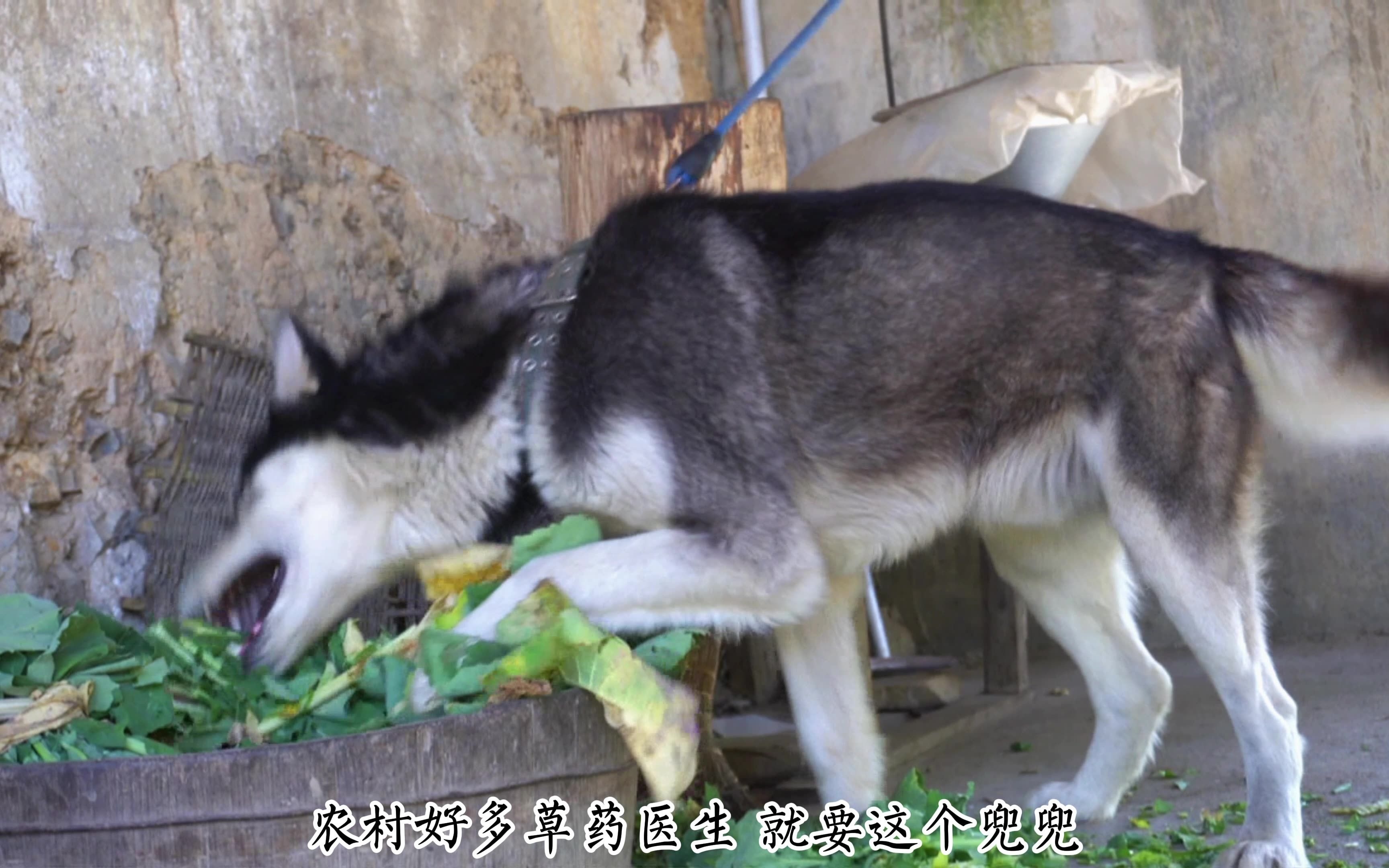 今天加餐吃野花,炒一盘阳雀花鸡蛋哔哩哔哩bilibili