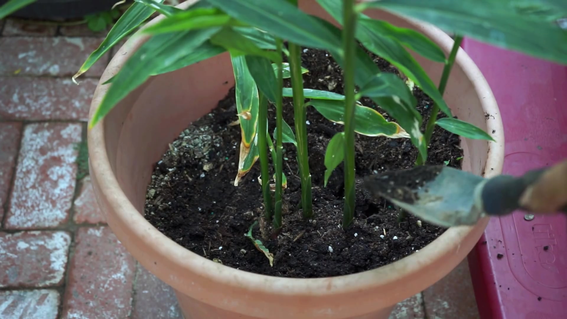 [图]【植物栽培】种植生姜