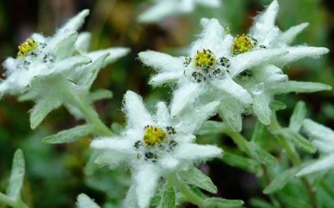 雪茸花图片