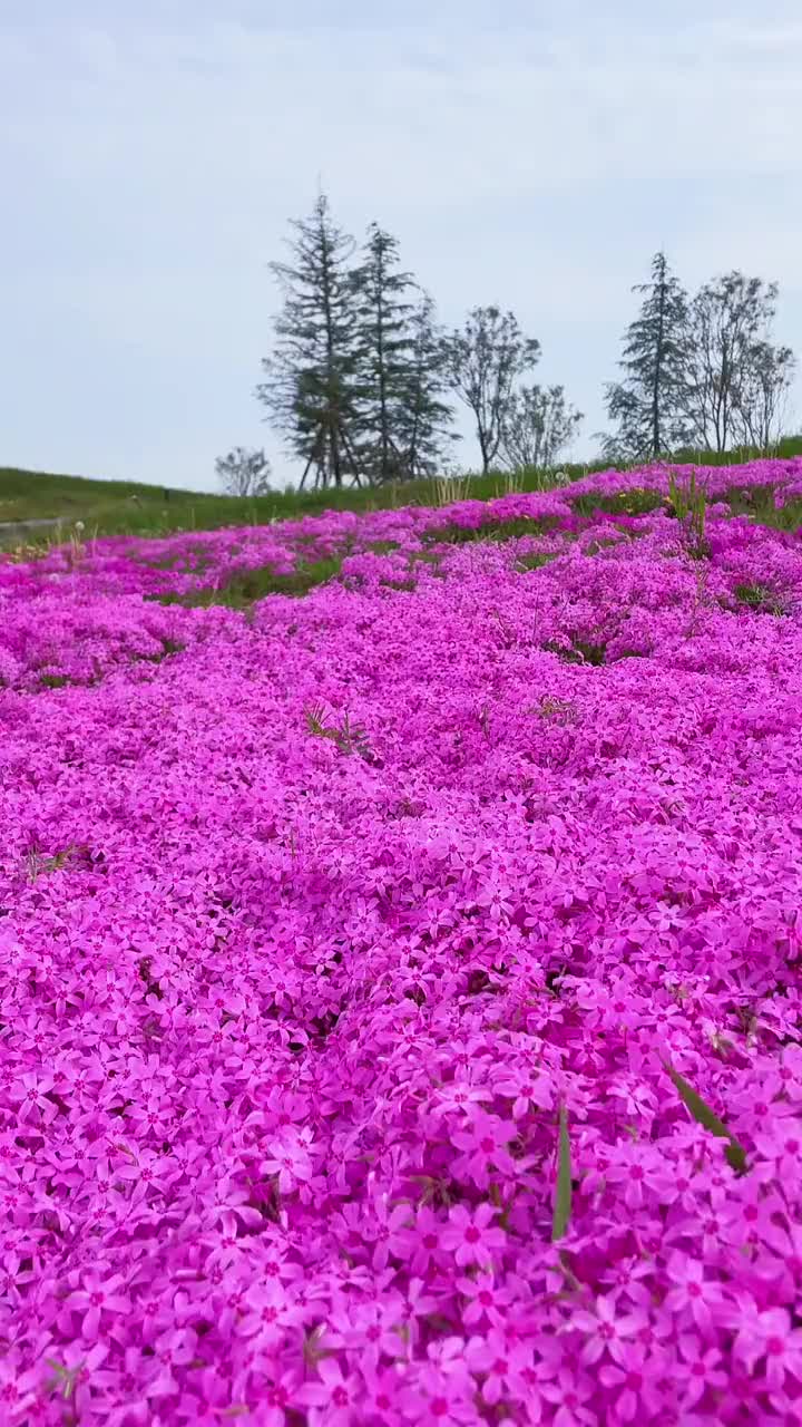 我的解压方式就是沉默不说话不交际看看风景拍拍花草听听音乐用心