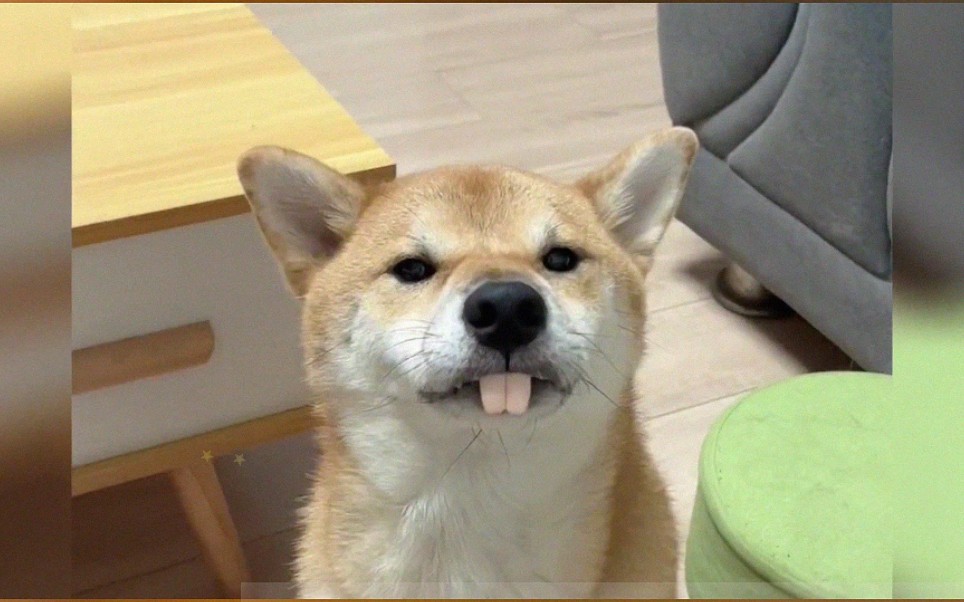 宠物解说:十只狗戴上兔子假牙,有九个很可爱?