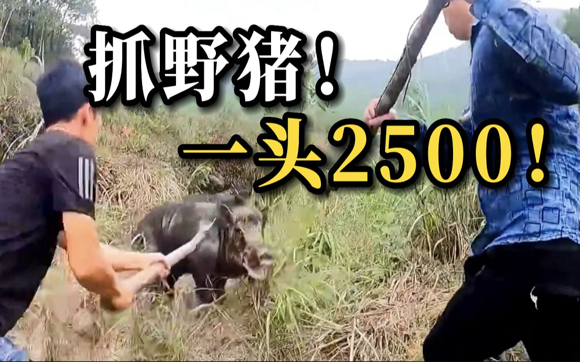 陕西渭南发野猪通缉令 捕获每头奖2500元 个人需买意外险哔哩哔哩bilibili