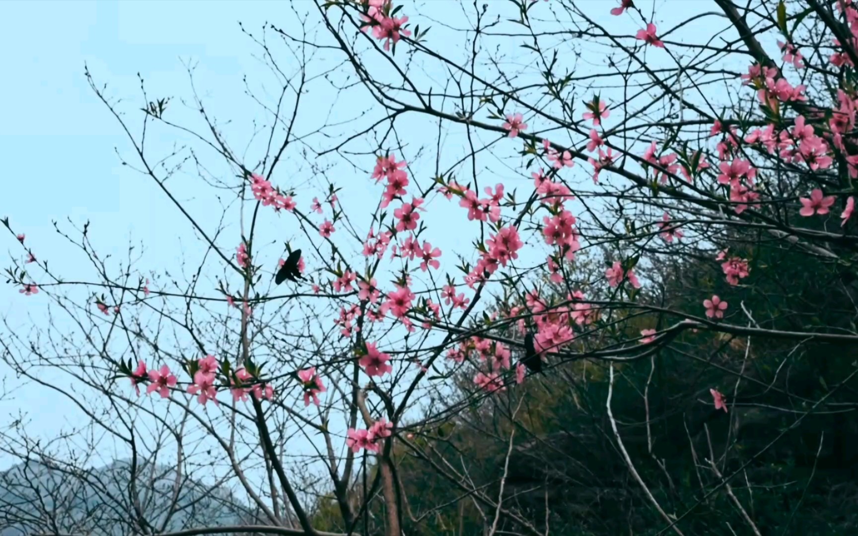 [图]野山行-青州插旗山1-蝶恋花