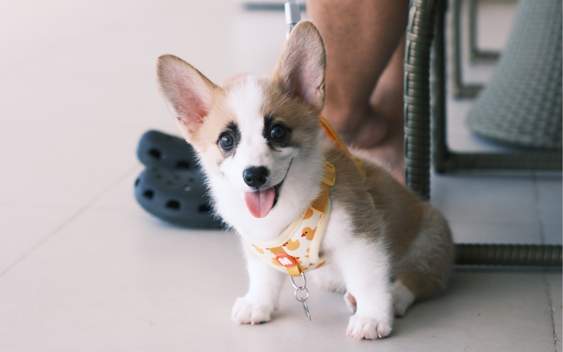 咖啡狗生第一次出来旅游,就来看海了!可开心了～开心到起飞