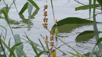 Скачать видео: 芦苇打窝博巨草