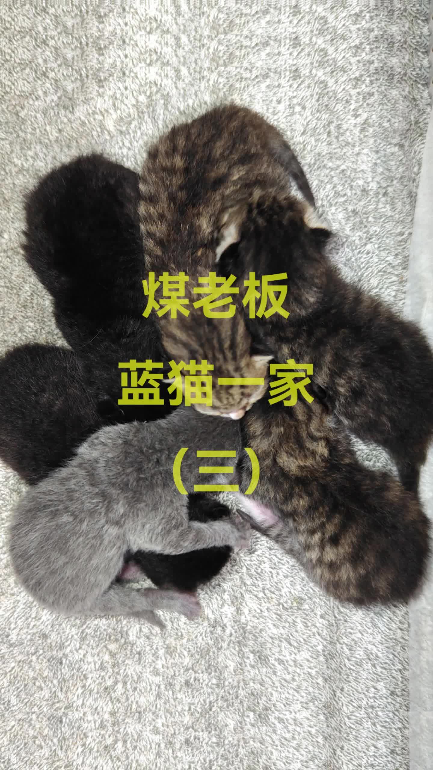 第二天,终于知道猫爸爸是谁了,狸花猫基因太强大