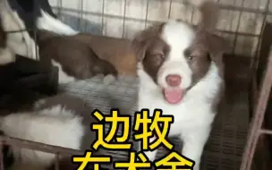 下载视频: 边牧在犬舍多少可以买到？